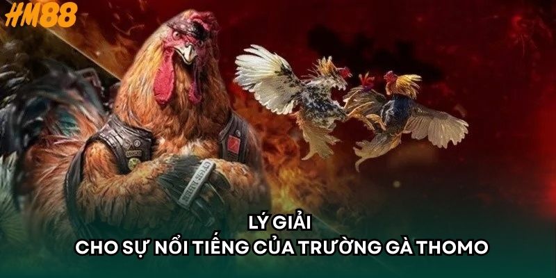 Lý giải cho sự nổi tiếng của trường gà thomo