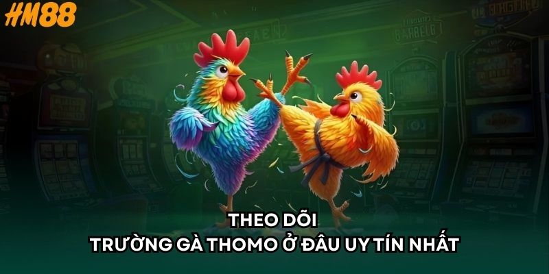Theo dõi trường gà thomo ở đâu uy tín nhất