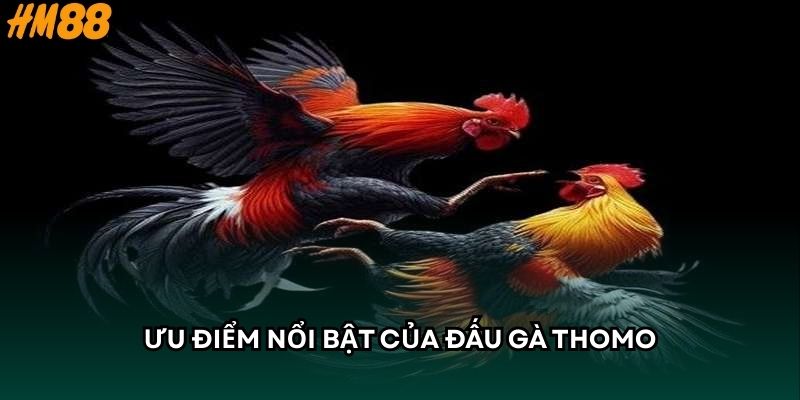 Ưu điểm nổi bật của đấu gà Thomo